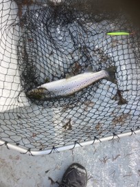 Havsöring, 875g, Jan Sontag, 2025-10-17, Tofta, fiskemetod: Spinnfiske