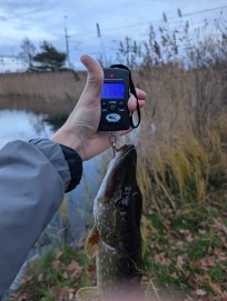 Gädda, 1360g, Morris Boije Hammarsson, 2025-11-05, Nynäshamn , fiskemetod: Spinnfiske