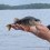 Abborre, 300g, Emil Janérus, 2024-07-22, Ösmo, fiskemetod: Spinnfiske