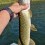 Gädda, 1160g, Patrik Nordin, 2024-08-24, NYNÄSHAMN, fiskemetod: Spinnfiske