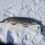 Gädda, 8600g, Tommy Söderström, 2026-02-22, Nynäshamn, fiskemetod: Ismete