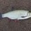 Id, 1460g, Tommy Söderström, 2026-05-14, Älvkarleby , fiskemetod: Bottenmete