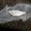 Björkna, 180g, Tommy Söderström, 2026-05-25, Nynäshamn , fiskemetod: Bottenmete