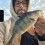 Abborre, 490g, Hans Sandberg, 2026-06-01, Nynäshamn , fiskemetod: Spinnfiske